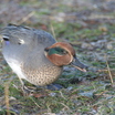 Eurasian Teal